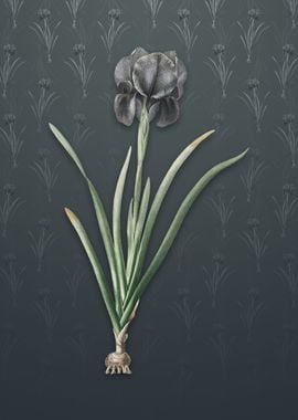 Vintage Mourning Iris