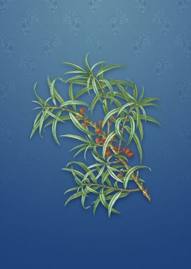 Common Sea Buckthorn