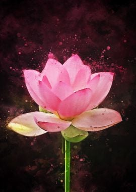 Lotus flower