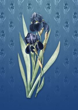 Vintage German Iris