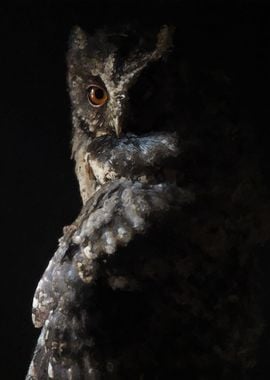 owl