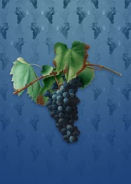 Grape Vine on Bahama Blue