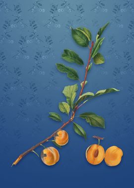 Apricot on Bahama Blue