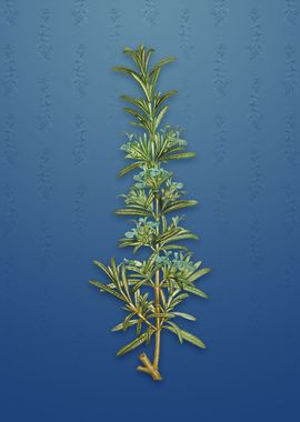 Rosemary on Bahama Blue