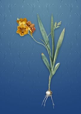 Vintage Ixia Miniata