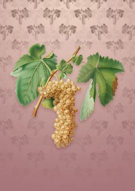 Vintage Trebbiano Grapes