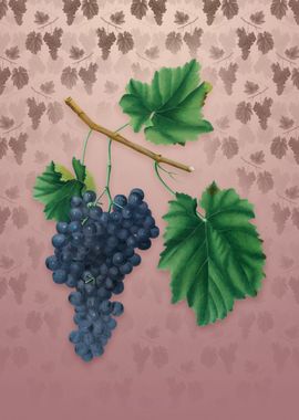 Vintage Lacrima Grapes