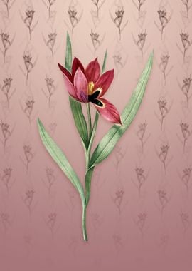 Tulipa Oculus Colis