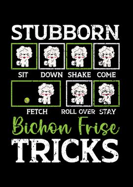 Stubborn Bichon Frise