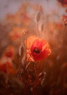 Red field poppy in meadow