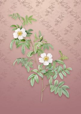 Musk Rose on Dusty Pink