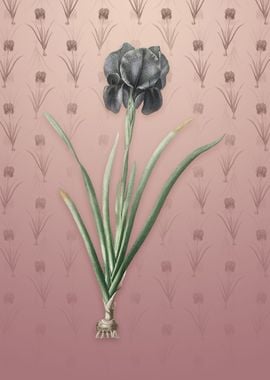 Vintage Mourning Iris