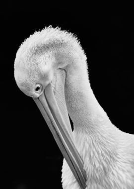 Grooming Pelican