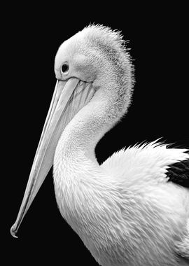 Pelican Side Stare