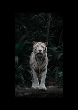 White Tiger