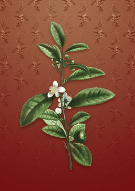 Tea Tree on Falu Red