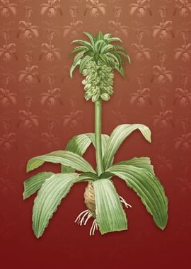 Vintage Eucomis Regia