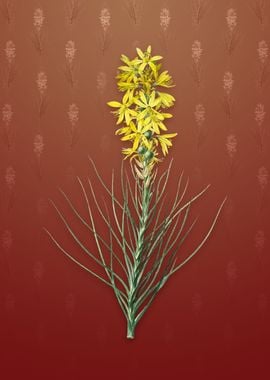 Vintage Yellow Asphodel