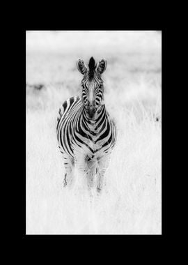 Zebra