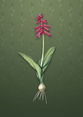 Vintage Lachenalia Pendula