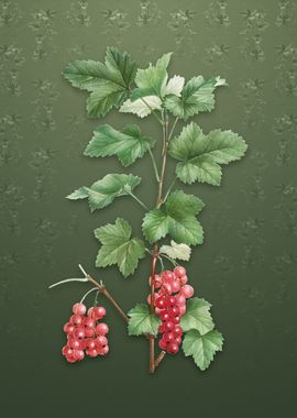 Vintage Redcurrant Plant