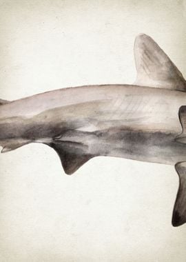 Hammerhead shark body