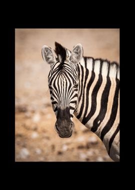 Zebra