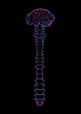 Brain And Spinal Cord