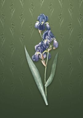 Vintage Dalmatian Iris