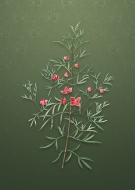 Vintage Boronia Pinnata