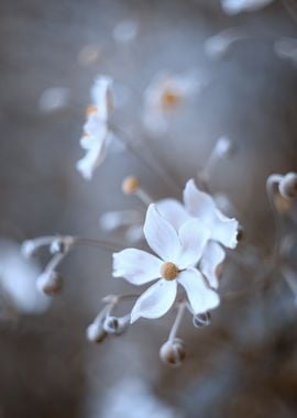 Summer garden,white flower