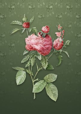 Vintage Cabbage Rose