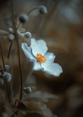 White anemone,macro flower