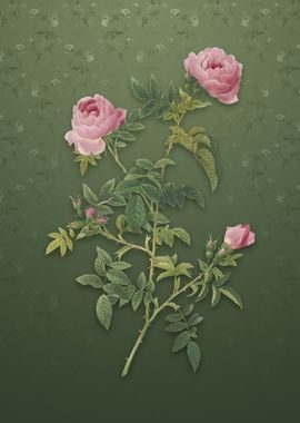 Vintage Rose of the Hedges