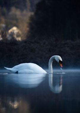 Swan