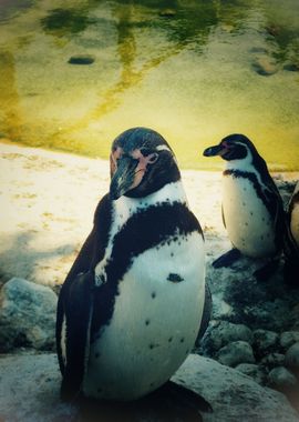 Penguin Portrait