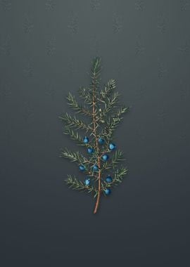 Vintage Common Juniper