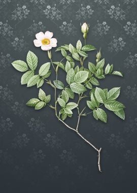 Rosebush on Slate Gray