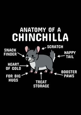 Anatomy Of A Chinchilla