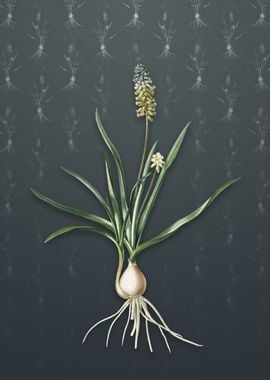 Muscari Ambrosiacum