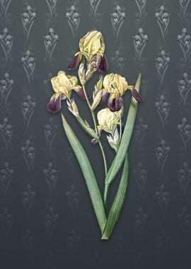 Vintage Elder Scented Iris