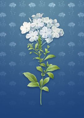 Vintage Plumbago Caerulea