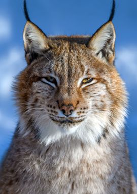 Lynx portrait in the snow