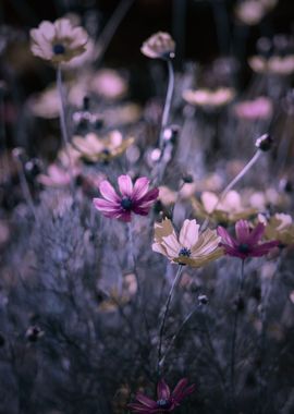 Summer flowers in garden