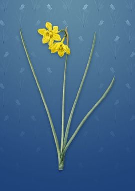 Vintage Narcissus Odorus