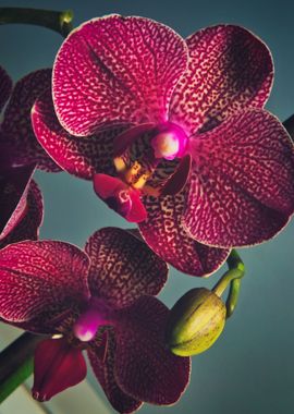 Phalaenopsis Orchid