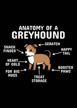 Anatomy Of A Greyhound