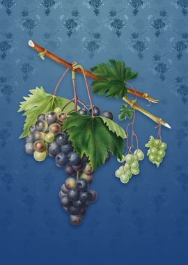 Vintage Grape from Ischia