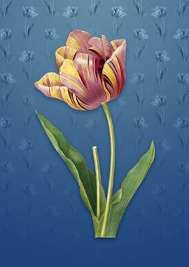 Tulip on Bahama Blue