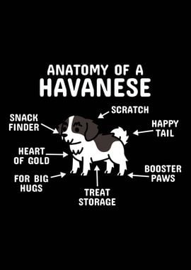 Anatomy Of A Havanese